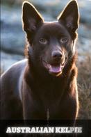 Australian Kelpie