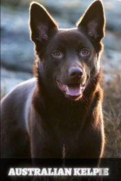 Australian Kelpie