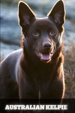Bertrand.pt - Australian Kelpie