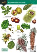 Autumn Fruits And Seeds