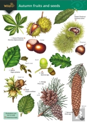 Autumn Fruits And Seeds