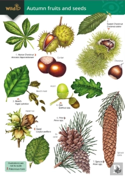 Bertrand.pt - Autumn Fruits And Seeds