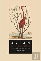 Avian Illuminations