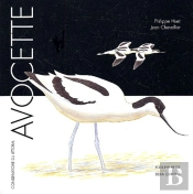Avocette