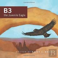 B3 The Juvenile Eagle