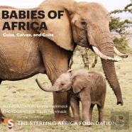 Babies Of Africa
