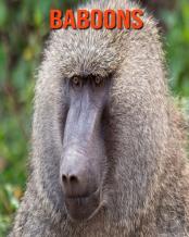 Baboons