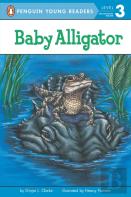 Baby Alligator
