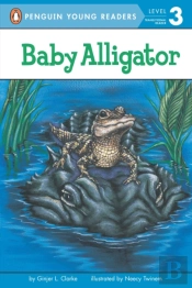 Baby Alligator