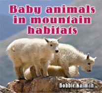 Baby Animals In Mountain Habitats