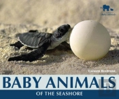 Baby Animals Of The Seashore