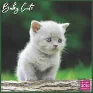 Baby Cats Calendar 2022