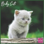 Baby Cats Calendar 2022