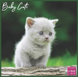 Bertrand.pt - Baby Cats Calendar 2022