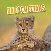 Baby Cheetahs