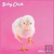 Baby Chick 2022 Calendar