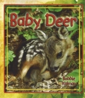 Baby Deer