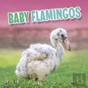 Baby Flamingos