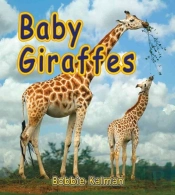 Baby Giraffes