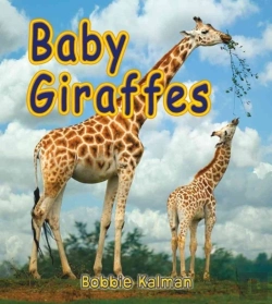 Bertrand.pt - Baby Giraffes