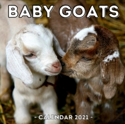 Bertrand.pt - Baby Goats Calendar 2021