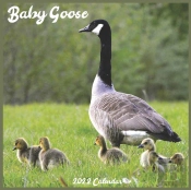 Baby Goose Calendar 2022