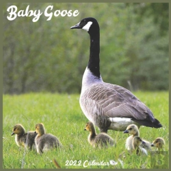Bertrand.pt - Baby Goose Calendar 2022