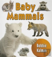 Baby Mammals