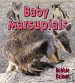 Bertrand.pt - Baby Marsupials