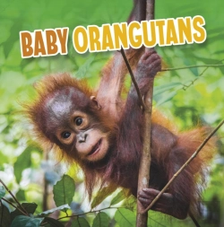 Bertrand.pt - Baby Orangutans
