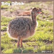 Baby Ostrich 2022 Calendar