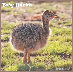 Bertrand.pt - Baby Ostrich 2022 Calendar