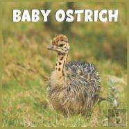Baby Ostrich Calendar 2022