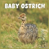Baby Ostrich Calendar 2022