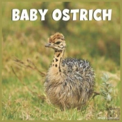 Bertrand.pt - Baby Ostrich Calendar 2022