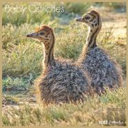 Baby Ostriches 2022 Calendar