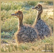 Baby Ostriches 2022 Calendar