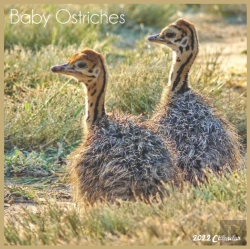 Bertrand.pt - Baby Ostriches 2022 Calendar