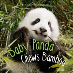 Bertrand.pt - Baby Panda Chews Bamboo