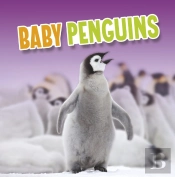 Baby Penguins