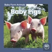 Baby Pigs