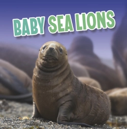 Bertrand.pt - Baby Sea Lions