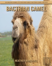 Bactrian Camel