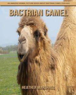 Bertrand.pt - Bactrian Camel