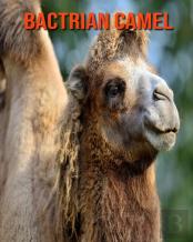 Bactrian Camel
