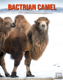 Bertrand.pt - Bactrian Camel