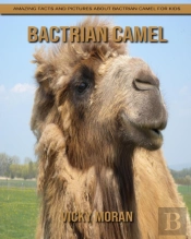 Bactrian Camel