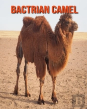 Bactrian Camel