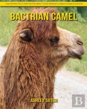 Bactrian Camel