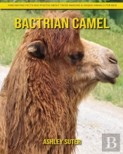 Bactrian Camel
